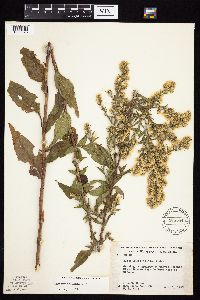 Symphyotrichum urophyllum image