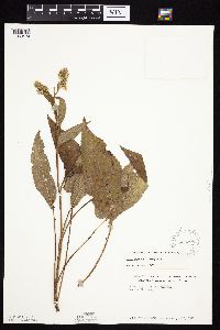 Symphyotrichum urophyllum image