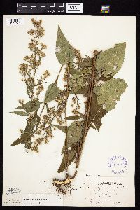 Symphyotrichum urophyllum image
