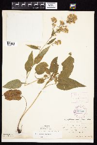 Symphyotrichum urophyllum image