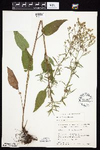 Symphyotrichum urophyllum image