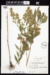 Symphyotrichum urophyllum image