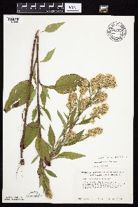 Symphyotrichum urophyllum image