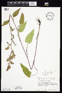 Symphyotrichum urophyllum image