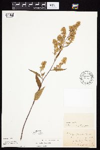 Symphyotrichum urophyllum image