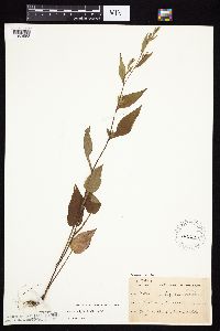 Symphyotrichum urophyllum image