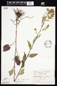 Symphyotrichum urophyllum image