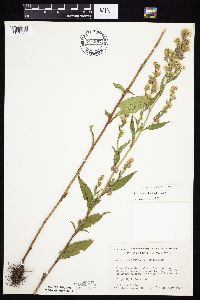 Symphyotrichum urophyllum image