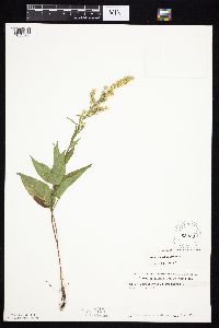 Symphyotrichum urophyllum image