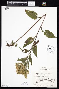 Symphyotrichum urophyllum image