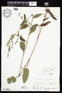 Symphyotrichum urophyllum image