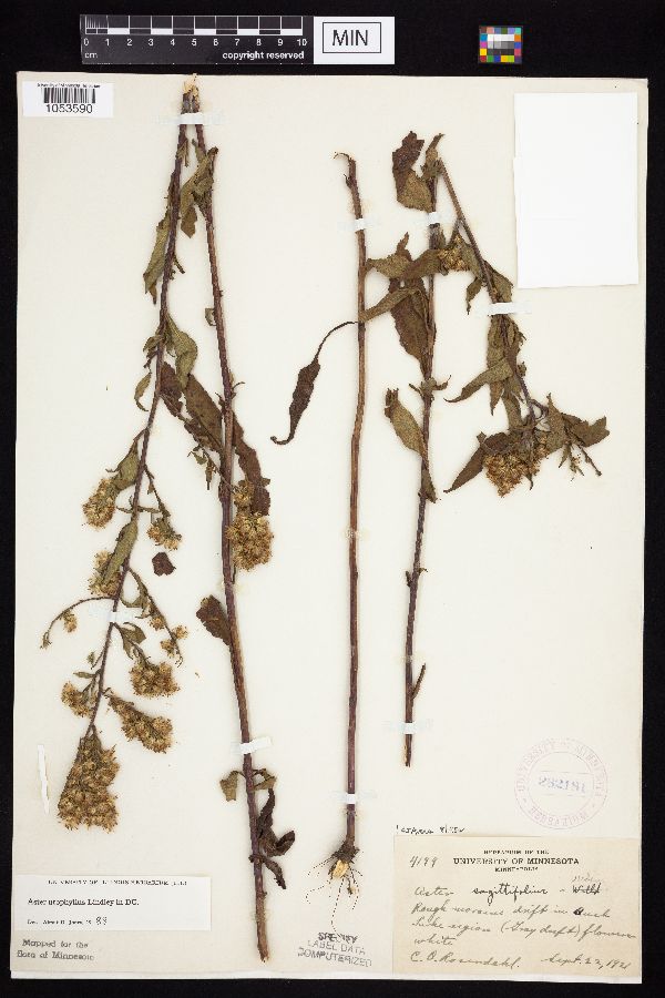 Symphyotrichum urophyllum image