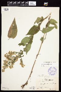 Symphyotrichum urophyllum image
