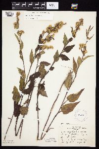 Symphyotrichum urophyllum image