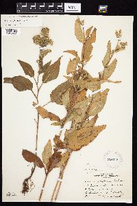 Symphyotrichum urophyllum image