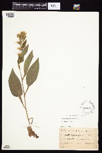 Symphyotrichum urophyllum image