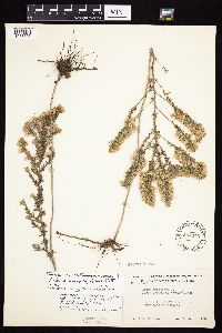 Symphyotrichum x amethystinum image