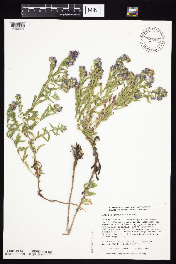 Symphyotrichum x amethystinum image