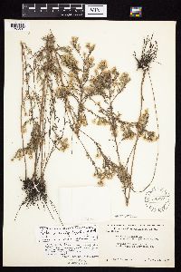 Symphyotrichum x amethystinum image