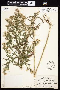 Symphyotrichum x longulum image