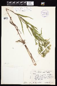 Symphyotrichum x longulum image