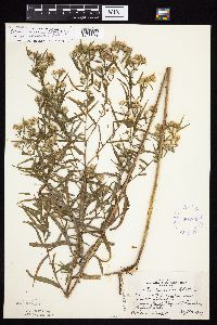 Thumbnail image of current specimen