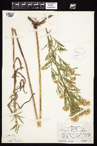 Symphyotrichum x longulum image