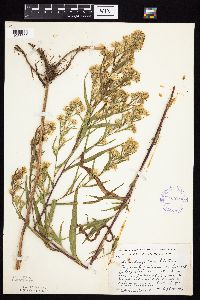 Symphyotrichum x longulum image