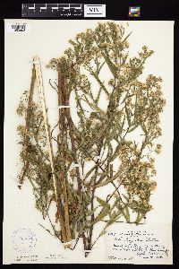 Symphyotrichum x longulum image