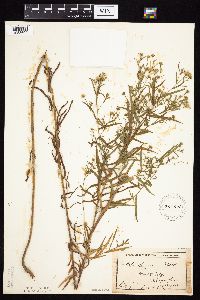 Symphyotrichum x longulum image