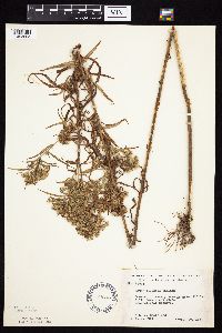 Symphyotrichum x longulum image