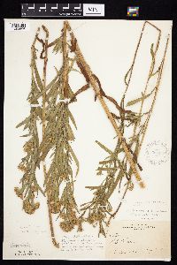 Symphyotrichum x longulum image