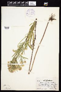 Symphyotrichum x longulum image