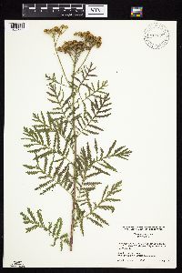 Tanacetum vulgare image