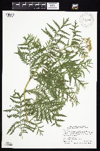 Tanacetum vulgare image