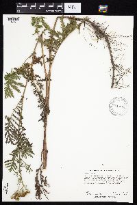 Tanacetum vulgare image