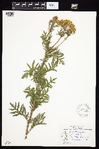 Tanacetum vulgare image