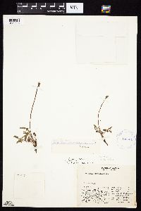 Image of Taraxacum alaskanum