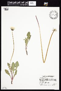 Taraxacum erythrospermum image