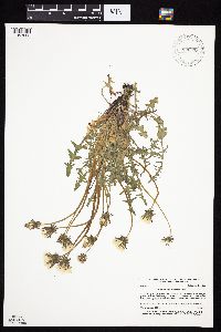 Taraxacum erythrospermum image