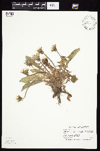 Taraxacum officinale image