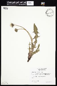 Taraxacum officinale image