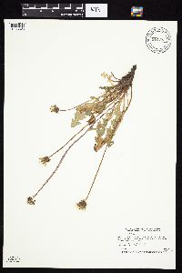 Taraxacum officinale image