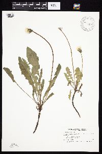Taraxacum officinale image