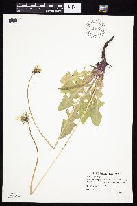 Taraxacum officinale image