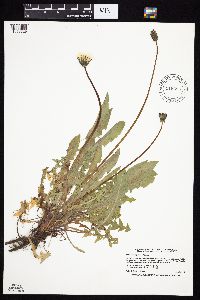 Taraxacum officinale image