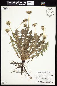 Image of Taraxacum officinale