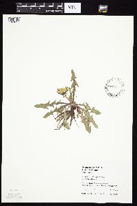 Taraxacum officinale image