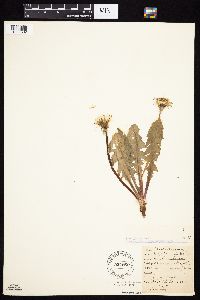 Taraxacum officinale image