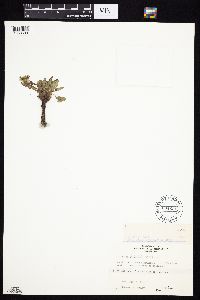 Taraxacum officinale image